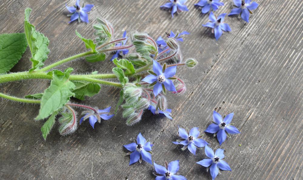 fleurs commestibles